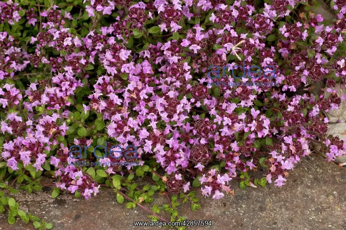 : An arctic thyme : An arctic thyme