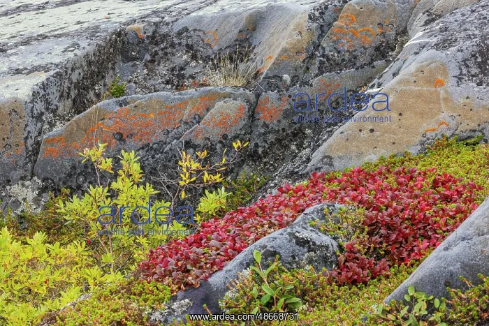 : Arctic tundra details in early autumn in Northern Manitoba : Arctic tundra details in early autumn in Northern Manitoba
