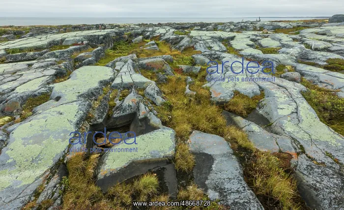 : Arctic tundra glacial boulder formation details in early : Arctic tundra glacial boulder formation details in early