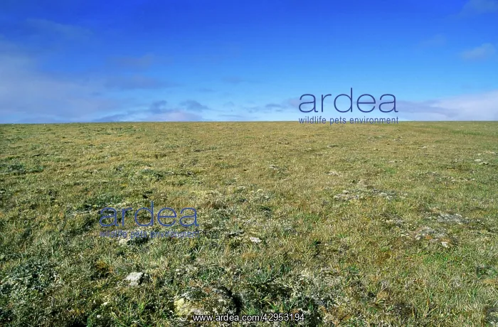 : Arctic tundra landscape : Arctic tundra landscape