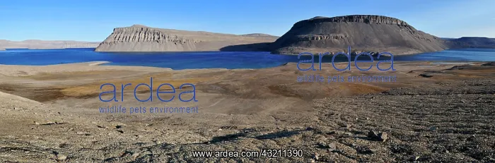 : Arctic tundra at Maxwell Bay, Devon Island, Northwest : Arctic tundra at Maxwell Bay, Devon Island, Northwest