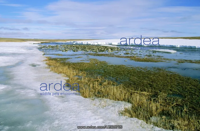 : Arctic tundra - snow melts in small river valley : Arctic tundra - snow melts in small river valley