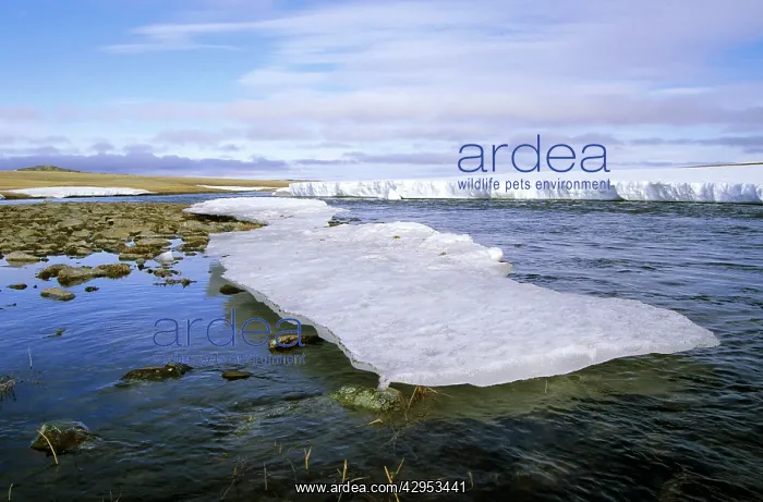 : Arctic tundra - snow melts in small river valley : Arctic tundra - snow melts in small river valley