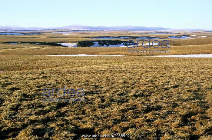 : Arctic tundra of Taimyr peninsula near Kara sea : Arctic tundra of Taimyr peninsula near Kara sea