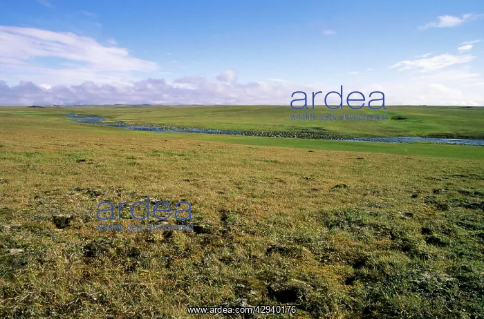 : Arctic tundra, a typical landscape near Dikson : Arctic tundra, a typical landscape near Dikson