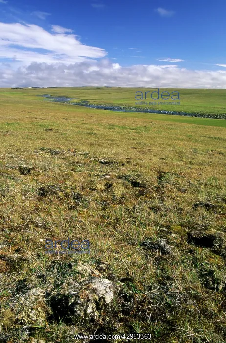 : Arctic tundra, a typical landscape near Dikson : Arctic tundra, a typical landscape near Dikson