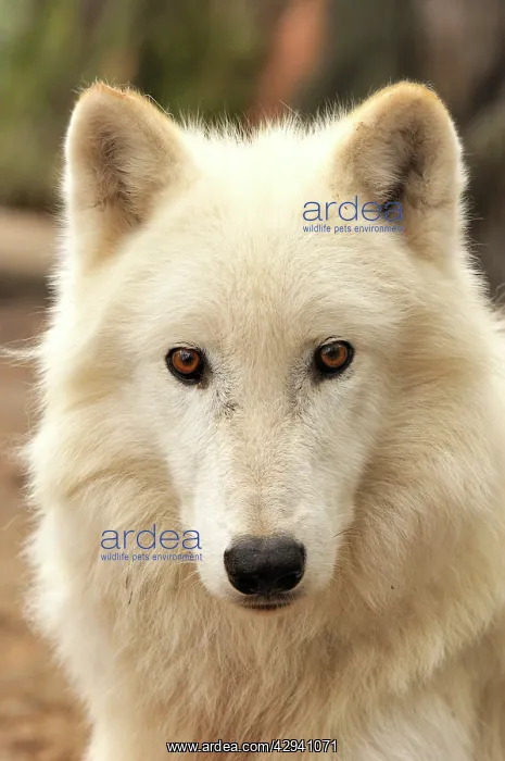 : Arctic / Tundra Wolf - portrait : Arctic / Tundra Wolf - portrait
