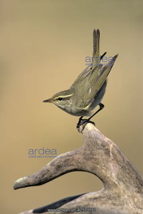  : Arctic Warbler