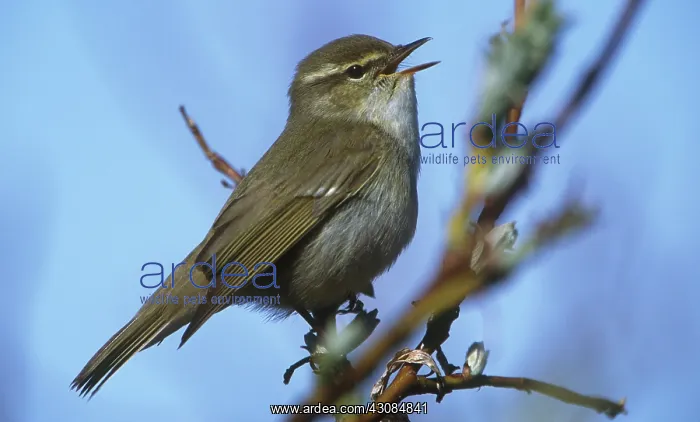 : Arctic Warbler : Arctic Warbler