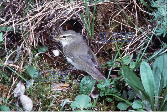 : ARCTIC WARBLER - AT NEST : ARCTIC WARBLER - AT NEST
