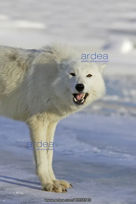 : Arctic Wolf : Arctic Wolf