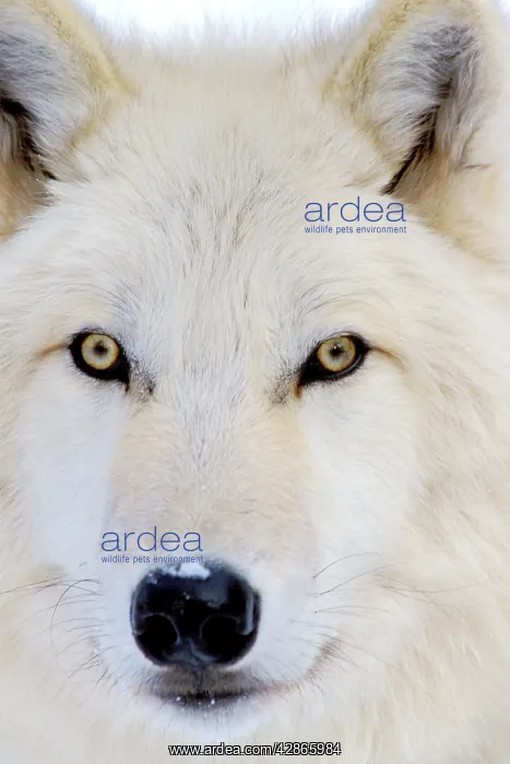  : Arctic Wolf  /  Arctic Gray Wolf