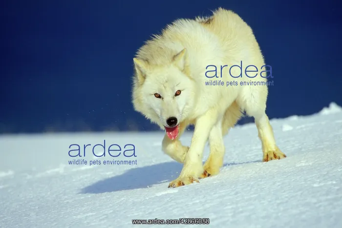 : Arctic Wolf / Arctic Gray Wolf : Arctic Wolf / Arctic Gray Wolf