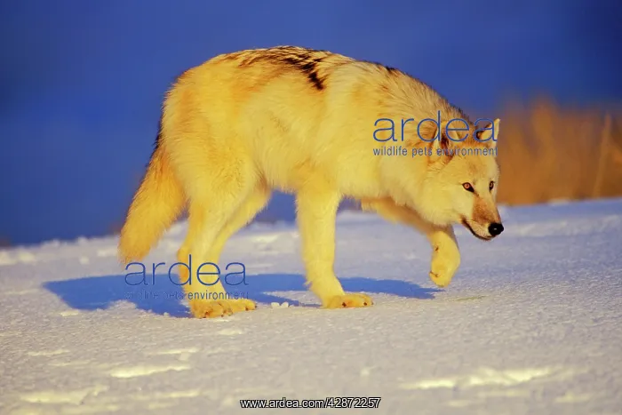 : Arctic Wolf / Arctic Gray Wolf : Arctic Wolf / Arctic Gray Wolf