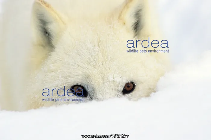 : Arctic Wolf / Arctic Gray Wolf - in deep snow : Arctic Wolf / Arctic Gray Wolf - in deep snow