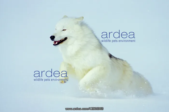 : Arctic Wolf / Arctic Gray Wolf - running in snow : Arctic Wolf / Arctic Gray Wolf - running in snow