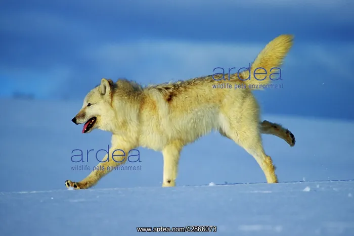  : Arctic Wolf  /  Arctic Gray Wolf - running in winter snow