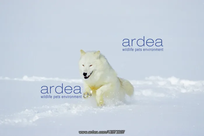 : Arctic Wolf / Arctic Gray Wolf - running in winter snow : Arctic Wolf / Arctic Gray Wolf - running in winter snow