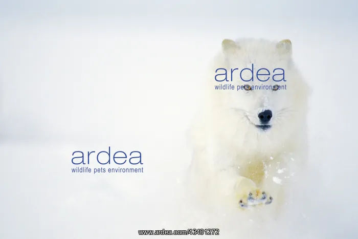 : Arctic Wolf / Arctic Gray Wolf - running in winter snow : Arctic Wolf / Arctic Gray Wolf - running in winter snow