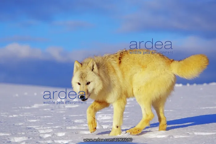 : Arctic Wolf / Arctic Gray Wolf in snow : Arctic Wolf / Arctic Gray Wolf in snow