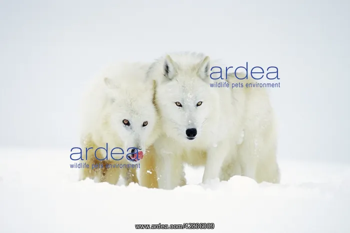 : Arctic Wolf / Arctic Gray Wolf - in winter : Arctic Wolf / Arctic Gray Wolf - in winter