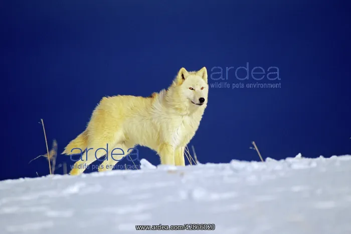 : Arctic Wolf / Arctic Gray Wolf - in winter : Arctic Wolf / Arctic Gray Wolf - in winter