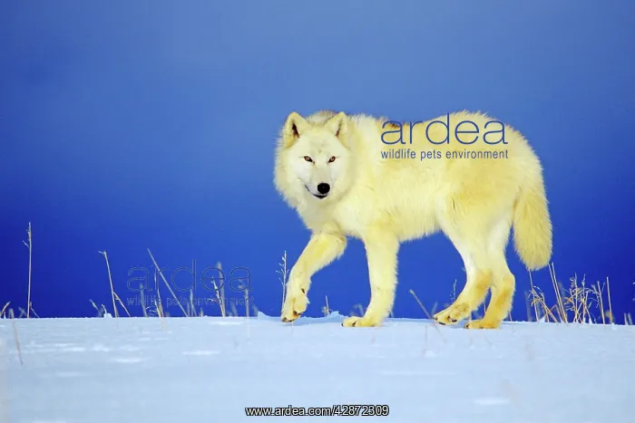 : Arctic Wolf / Arctic Gray Wolf - in winter snow : Arctic Wolf / Arctic Gray Wolf - in winter snow
