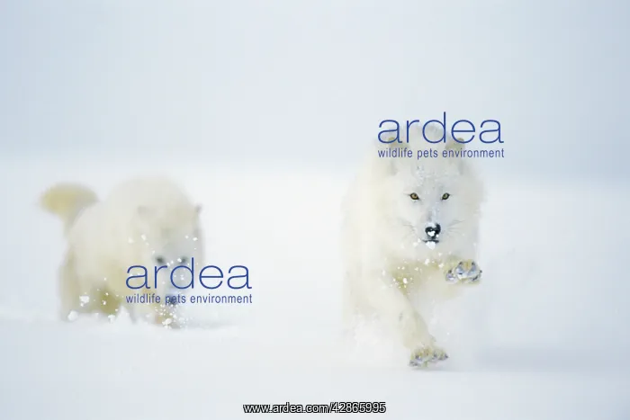  : Arctic Wolf  /  Arctic Gray Wolf - x2 running in snow