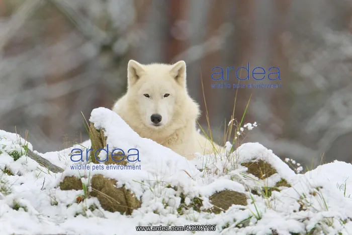 : Arctic wolf (Canis lupus arctos), adult, lies, snow : Arctic wolf (Canis lupus arctos), adult, lies, snow