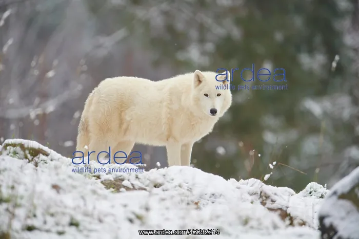 : Arctic wolf (Canis lupus arctos), adult, snow, winter : Arctic wolf (Canis lupus arctos), adult, snow, winter