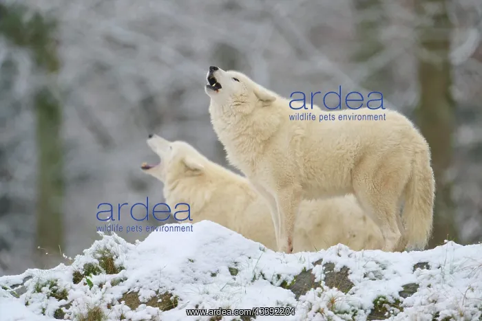 : Arctic wolf (Canis lupus arctos), adult, two animals : Arctic wolf (Canis lupus arctos), adult, two animals