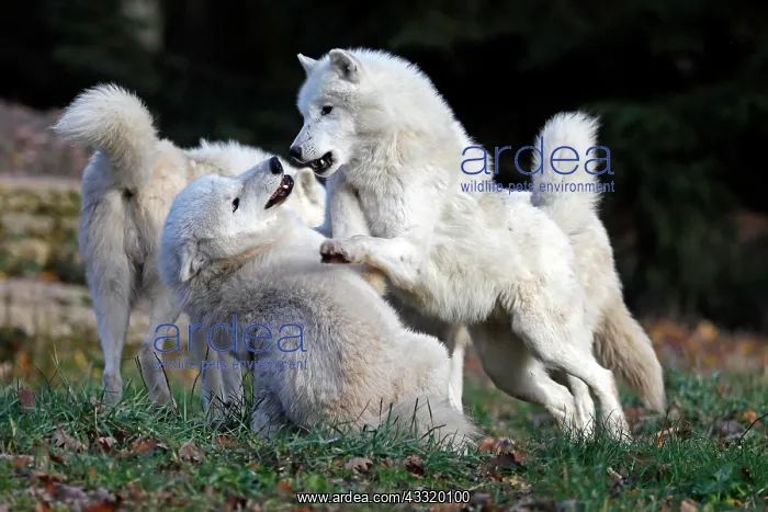 : Arctic wolf (Canis lupus arctos), in captivity : Arctic wolf (Canis lupus arctos), in captivity