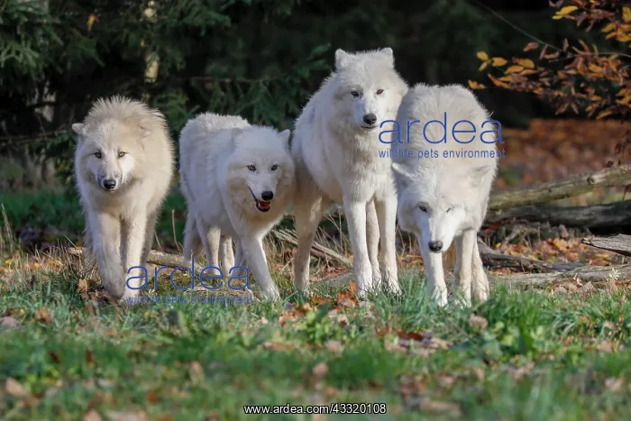 : Arctic wolf (Canis lupus arctos), in captivity : Arctic wolf (Canis lupus arctos), in captivity