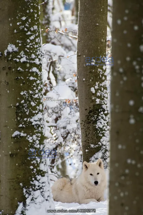 : Arctic wolf (Canis lupus arctos), Kasselburg Game : Arctic wolf (Canis lupus arctos), Kasselburg Game