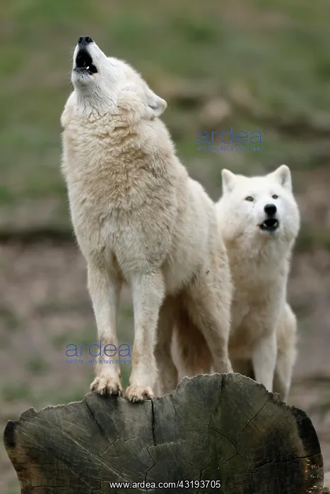 : Arctic wolf (Canis lupus arctos) two wolves howling : Arctic wolf (Canis lupus arctos) two wolves howling