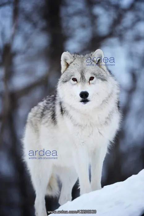 : Arctic Wolf, Polar Wolf or White Wolf (Canis lupus : Arctic Wolf, Polar Wolf or White Wolf (Canis lupus