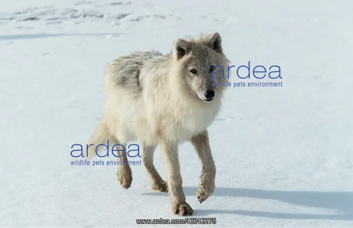 : ARCTIC WOLF - running across snow : ARCTIC WOLF - running across snow