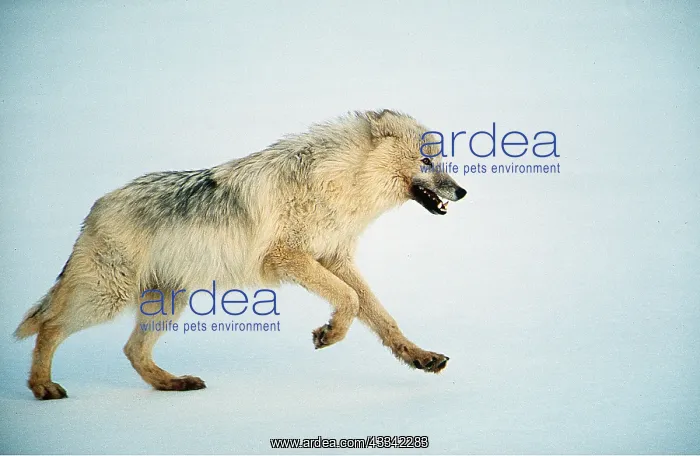 : ARCTIC WOLF - runs in snow : ARCTIC WOLF - runs in snow
