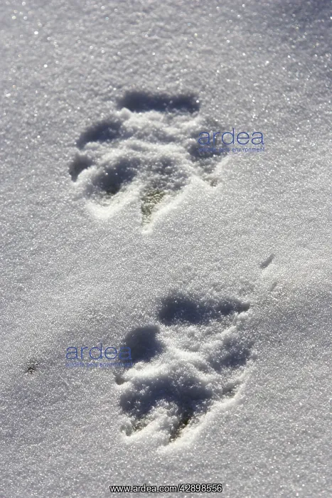 : Arctic Wolf - tracks : Arctic Wolf - tracks