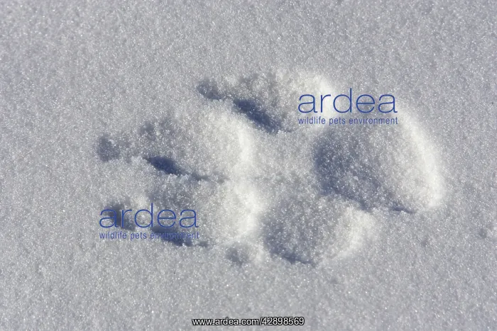  : Arctic Wolf - tracks