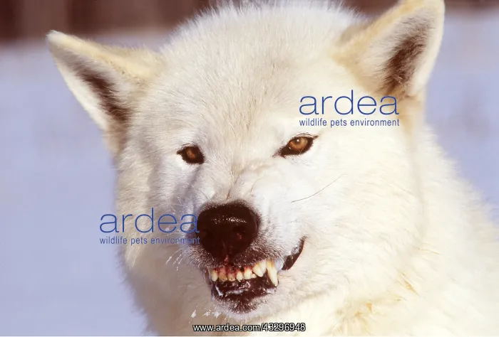 : ARCTIC WOLF / Tundra wolf - snarling, close-up of head : ARCTIC WOLF / Tundra wolf - snarling, close-up of head