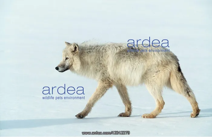 : ARCTIC WOLF - walking across snow : ARCTIC WOLF - walking across snow