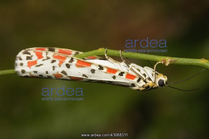 : Arctiid moth : Arctiid moth