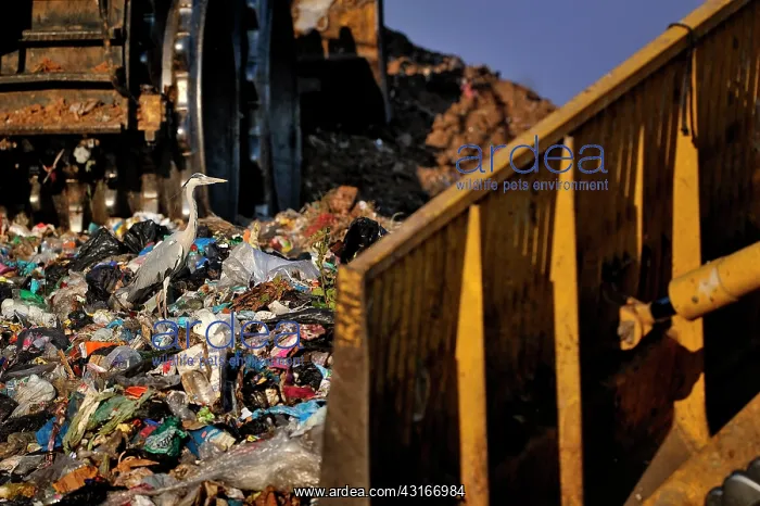: Ardea cinerea Ardea : Ardea cinerea Ardea