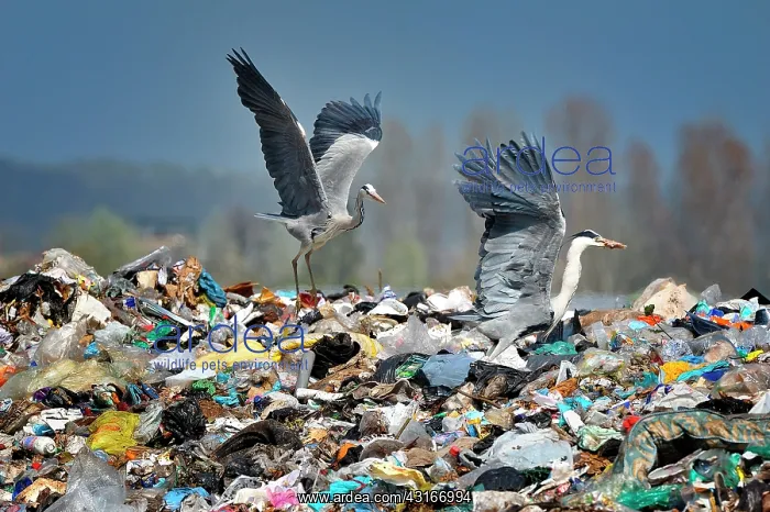 : Ardea cinerea Ardea : Ardea cinerea Ardea