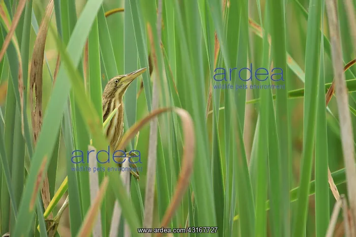  : Ardea minuta Ixobrychus minutus Ixobrychus