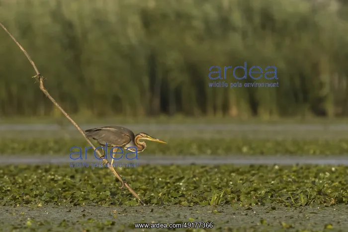 : Ardea purpurea, danube delta, romania : Ardea purpurea, danube delta, romania