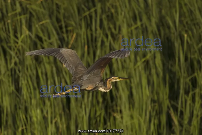 : Ardea purpurea, danube delta, romania : Ardea purpurea, danube delta, romania