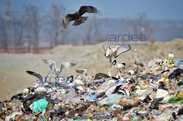 : Ardeidae Threskiornithidae Accipitridae Laridae : Ardeidae Threskiornithidae Accipitridae Laridae
