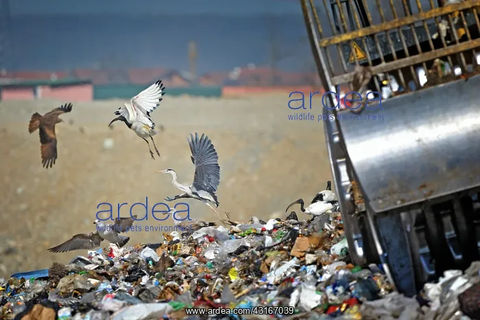 : Ardeidae Threskiornithidae Accipitridae Laridae : Ardeidae Threskiornithidae Accipitridae Laridae